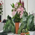 Chipstead Flower Show